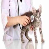 Veterinary Doctors